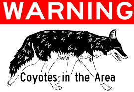 coyote pic.png